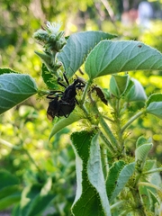 Apiomerus longispinis