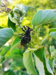 Apiomerus longispinis