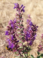 Salvia nemorosa