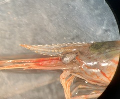 Palaemon macrodactylus