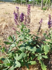 Salvia nemorosa