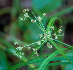 Scirpus expansus