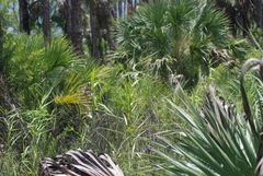 Phragmites australis subsp. berlandieri image
