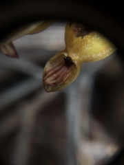 Corallorhiza striata vreelandii