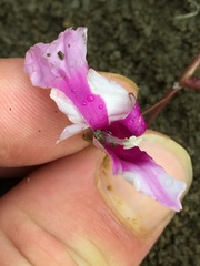 Ipomoea heptaphylla
