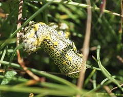 Lycia alpina