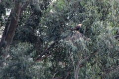 Caracara plancus