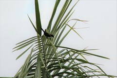 Icterus pyrrhopterus