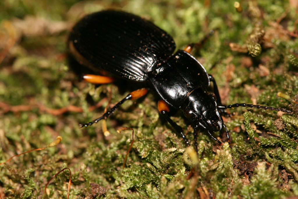Pterostichus pinguis