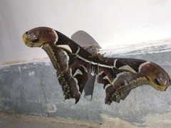 Archaeoattacus edwardsii
