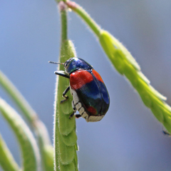 Megalostomis pyropyga