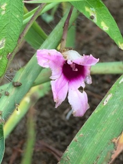 Ipomoea heptaphylla