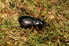 Pterostichus spinolae