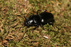 Tanythrix