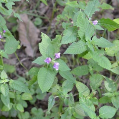 Galeopsis pubescens