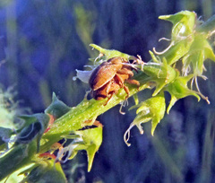 Tychius breviusculus
