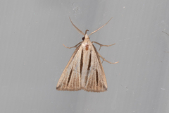 Macrochilo bivittata