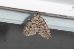 Thera contractata