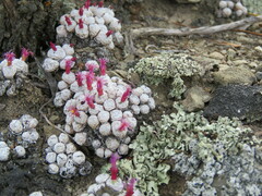 Conophytum piluliforme