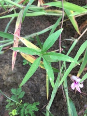 Ipomoea heptaphylla