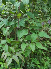 Clematis lasiandra