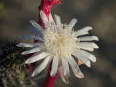 Cereus (Lemaireocereus)