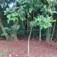 Lonchocarpus campestris