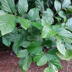 Lonchocarpus campestris