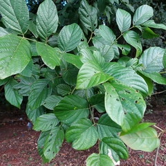 Lonchocarpus campestris