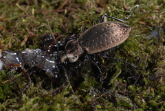 Carabus concolor