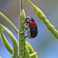 Megalostomis pyropyga