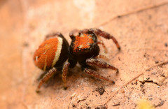 Phidippus whitmani