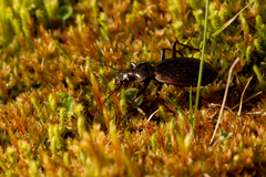 Carabus depressus