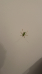 Meconema thalassinum