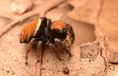 Phidippus whitmani