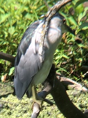 Nycticorax nycticorax