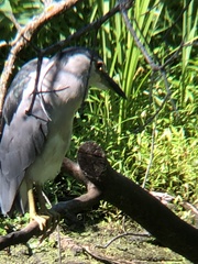Nycticorax nycticorax