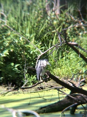 Nycticorax nycticorax