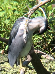 Nycticorax nycticorax