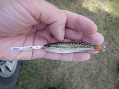 Micropterus treculii