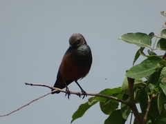 Lamprotornis pulcher