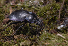 Carabus monticola