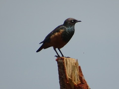 Lamprotornis pulcher