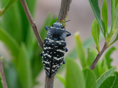 Lampetis dilaticollis