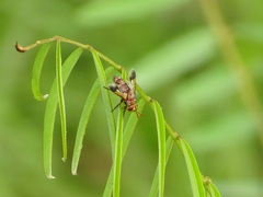 Chromatophania