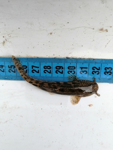Mountain catfish (Nematogenys inermis) — Nematogenyidae — 3