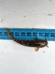Nematogenys inermis