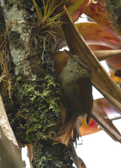 Cranioleuca hellmayri