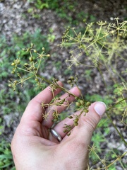 Ligusticum canadense