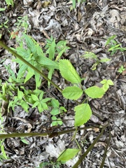 Ligusticum canadense